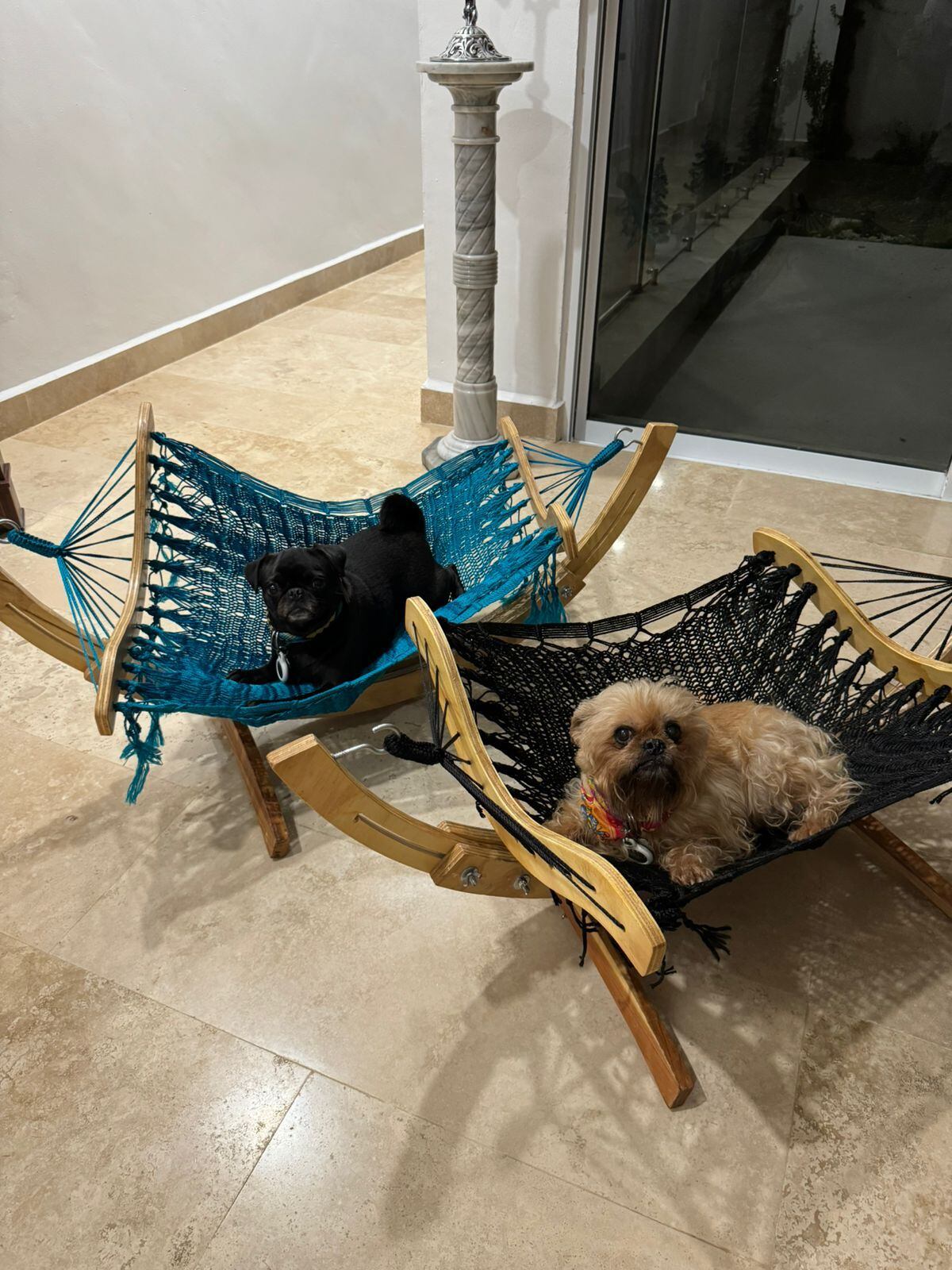 Lylo Fa, Rommel Pacheco/Presume a tu mascota/@soyfotografodeperros y Cortesía