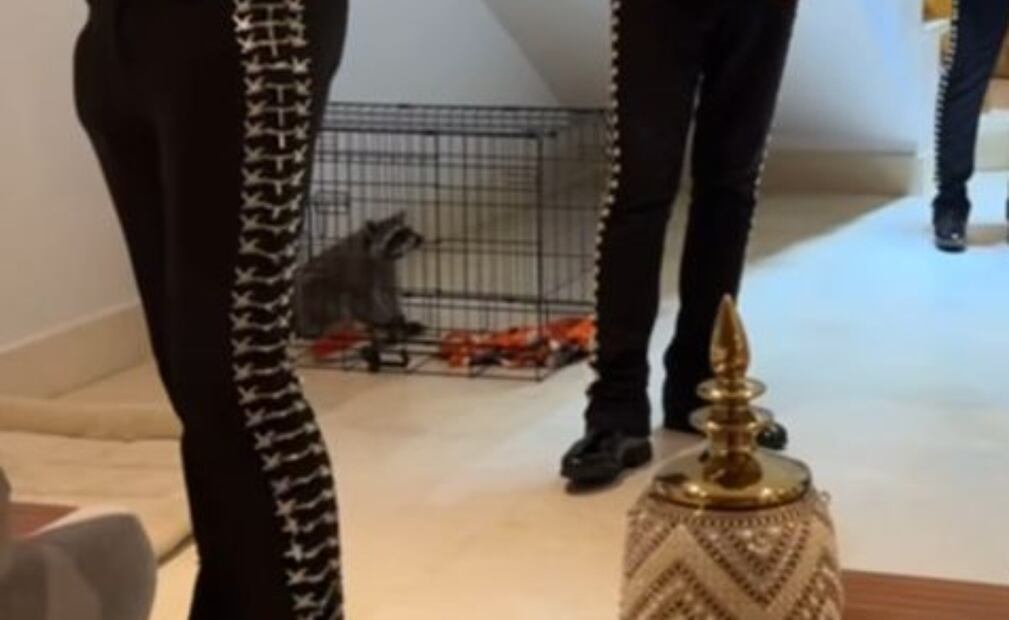 En el video de la serenata, se observa a un mapache / Foto: Captura