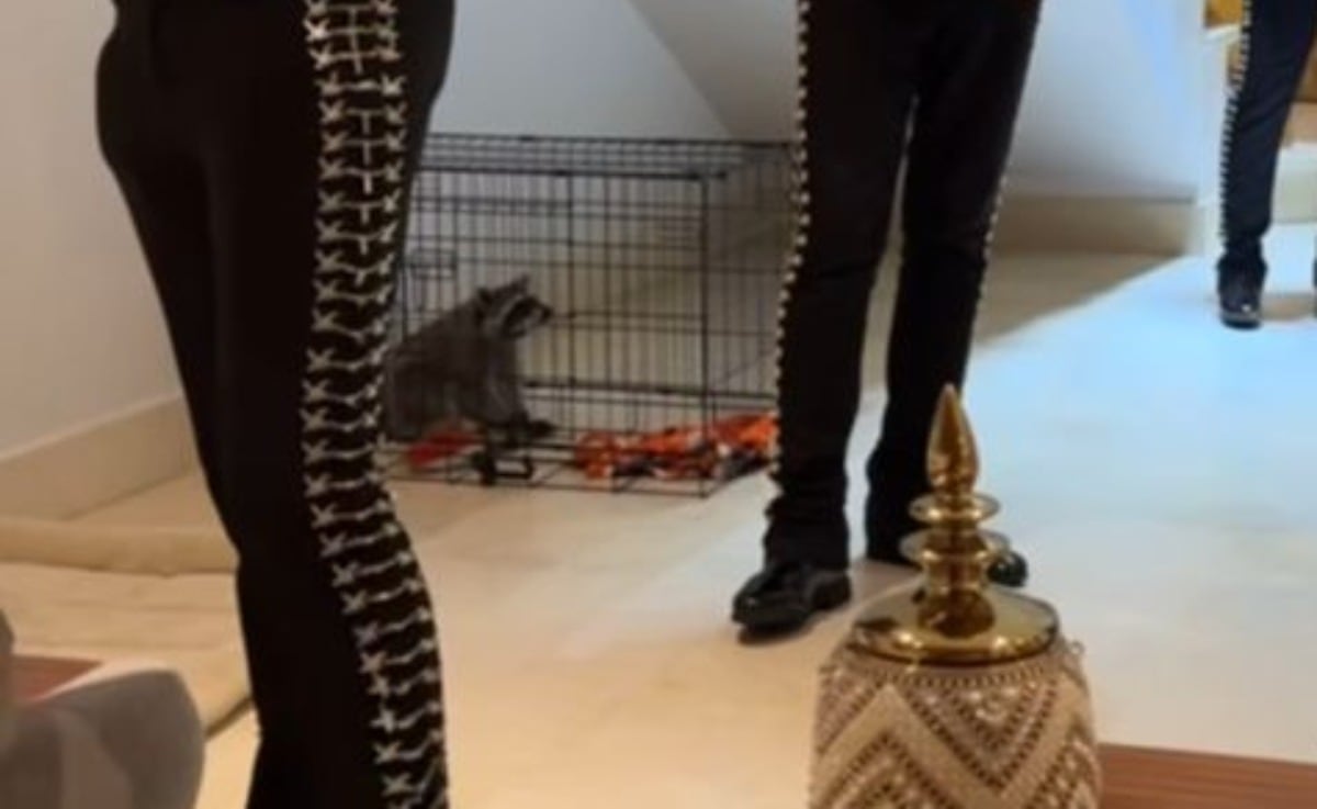 En el video de la serenata, se observa a un mapache / Foto: Captura