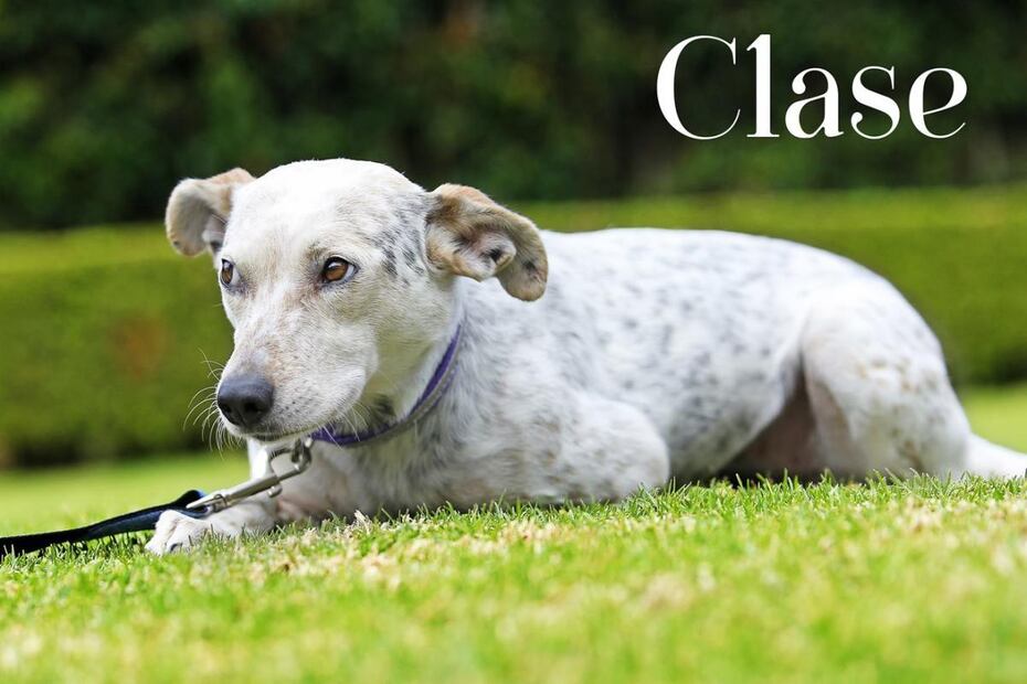 Mascotas con Clase: Fran Meric y sus amigos de cuatro patas