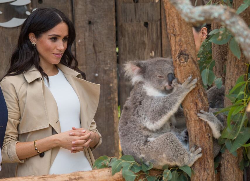 Meghan Markle podría escribir un libro para niños en el que incluirá a sus perros rescatados