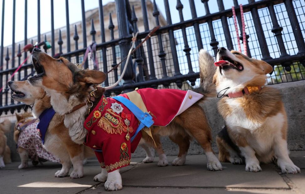 El desfile de perritos corgis en honor a la reina Isabel II / AP