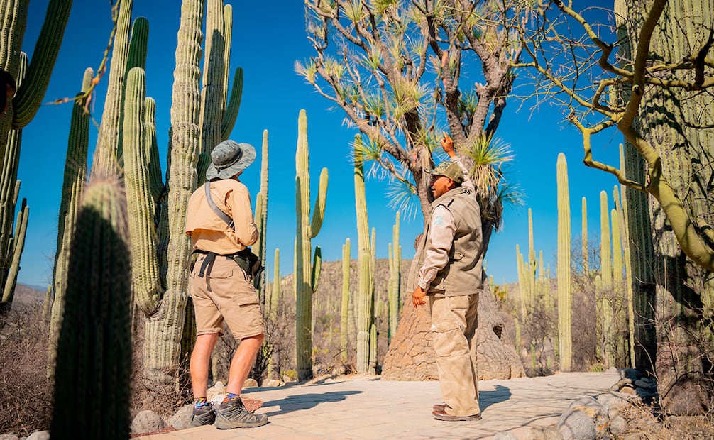Cerca de la Sierra Norte, podrás tener una experiencia increíble con el avistamiento de aves. Foto: Cortesía