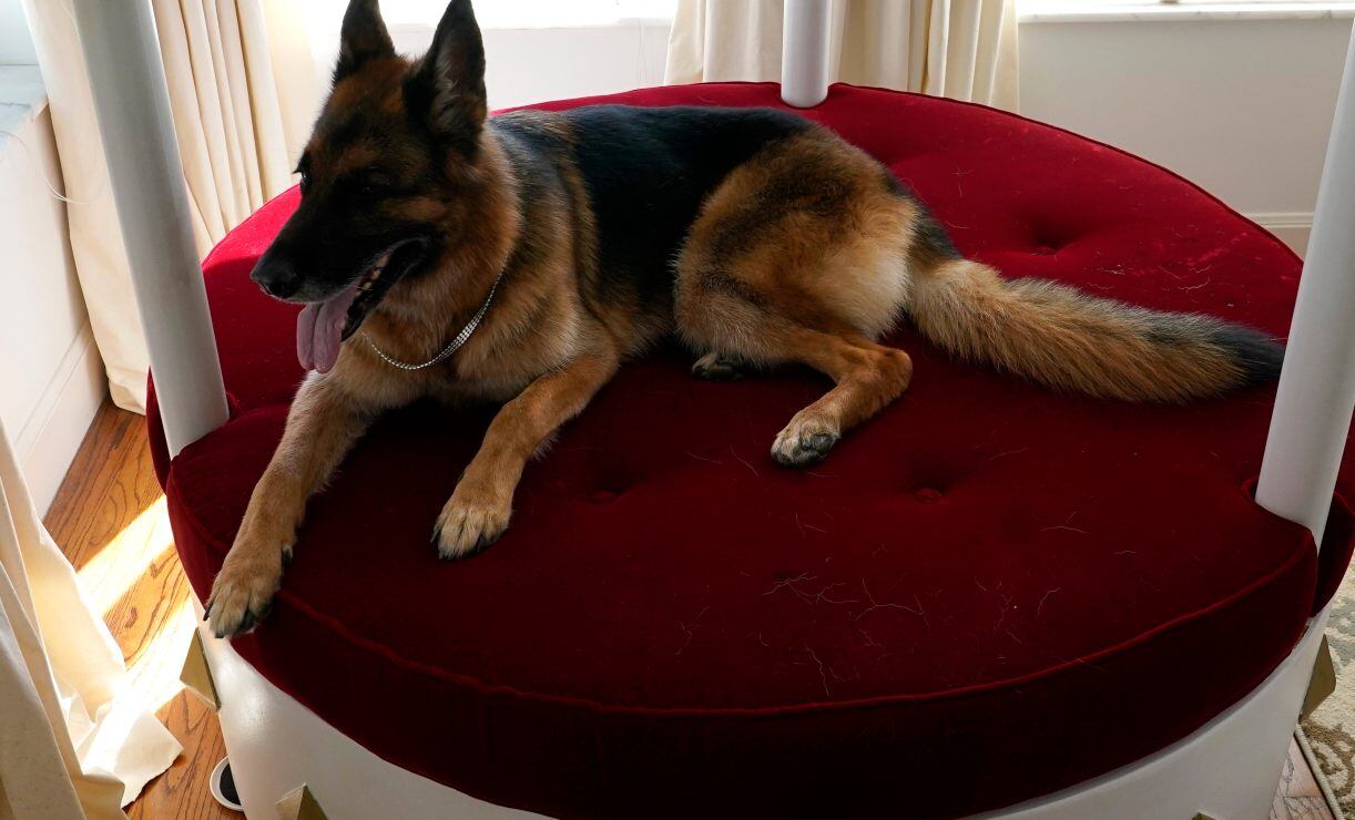 Gunther VI, un perro heredero de 500 mdd, vende mansión que fue de Madonna