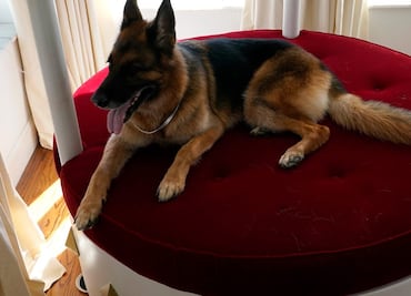 Gunther VI, un perro heredero de 500 mdd, vende mansión que fue de Madonna