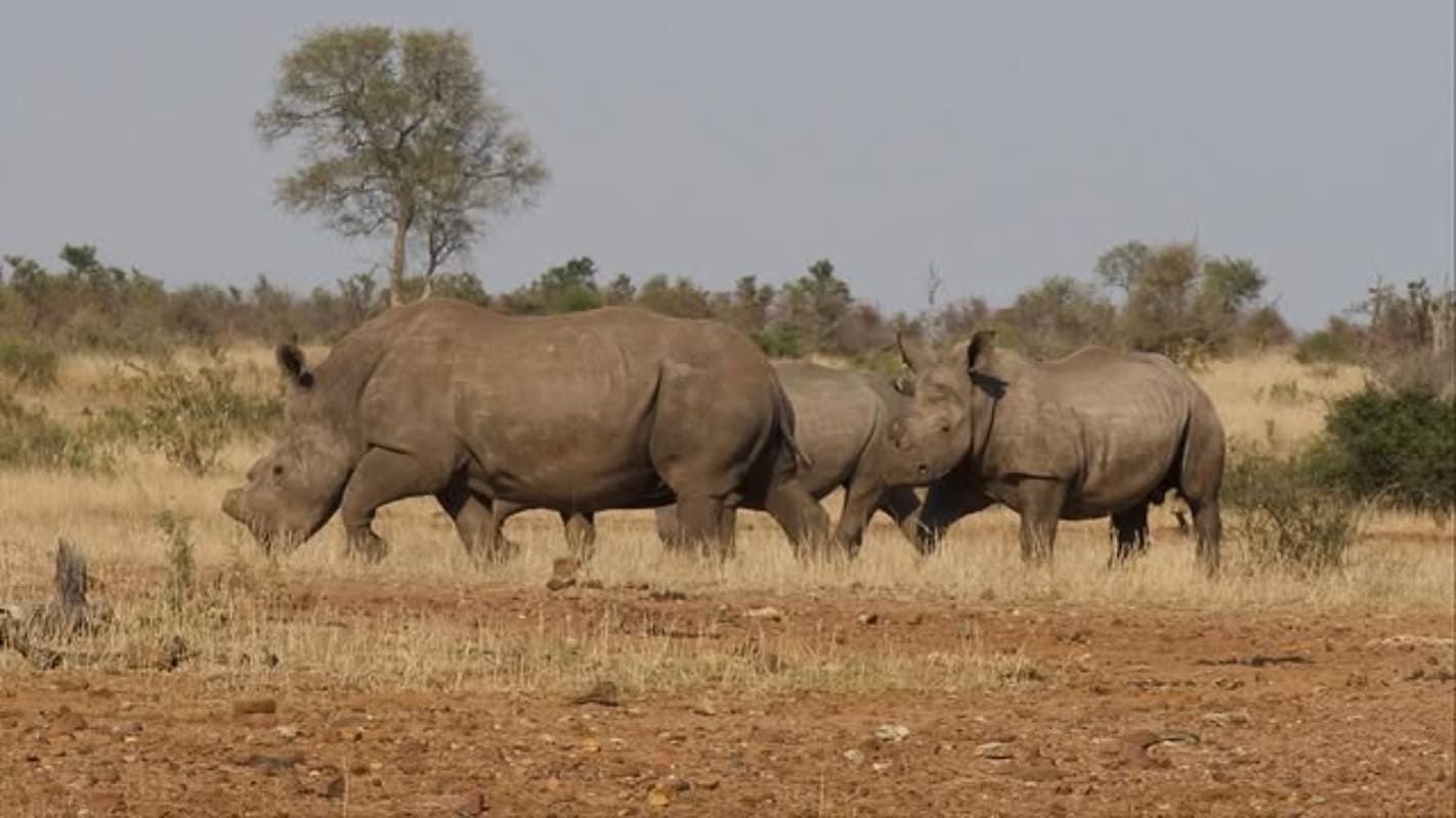 Las vacaciones de 'Checo' Pérez y Carola Martínez en África / Foto: Instagram