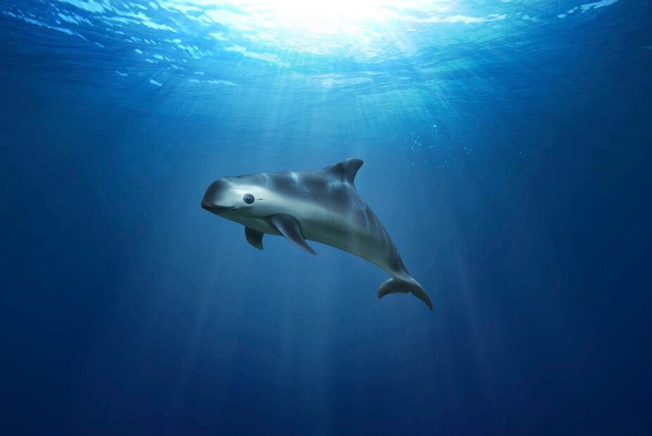 Leonardo DiCaprio critica al gobierno de México por desproteger a la vaquita marina