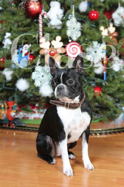 La primera Navidad de Emilio, hijo de Juanchi Torre