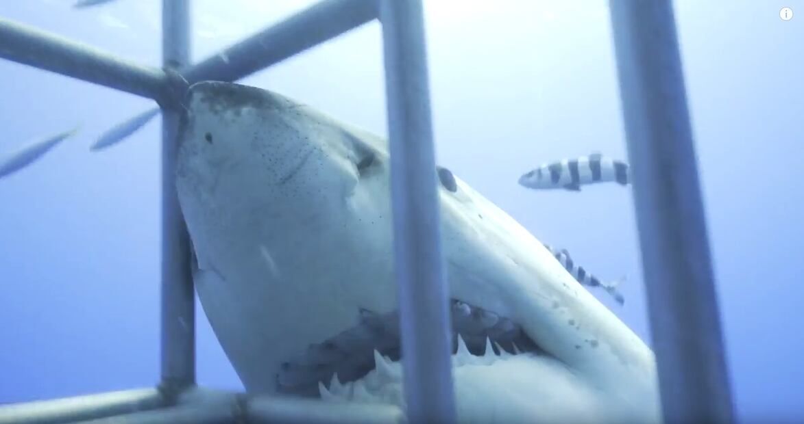 No te puedes perder el video de Juanpa Zurita nadando con tiburones