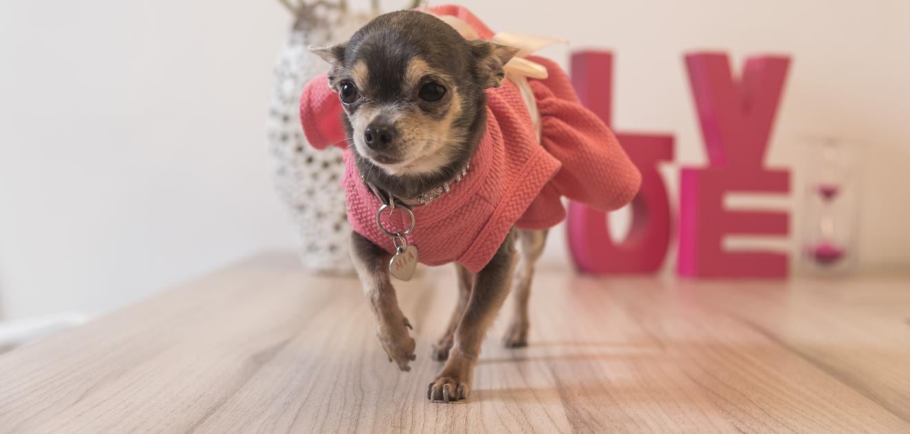 “Mía”, la mascota fashionista de Fabiola Ortiz