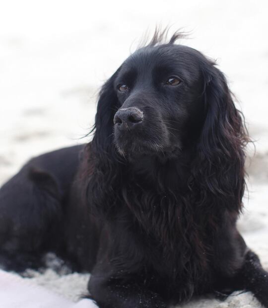 Lupo, el perrito de la familia real que falleció en 2021 / Foto: Instagram