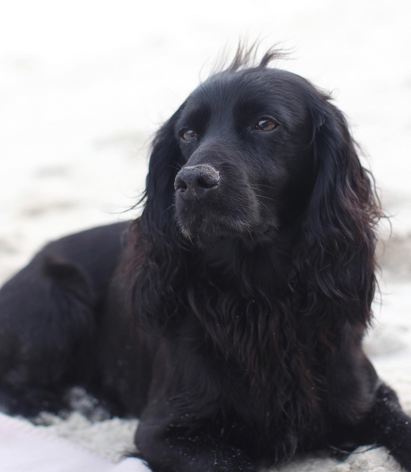 Lupo, el perrito de la familia real que falleció en 2021 / Foto: Instagram