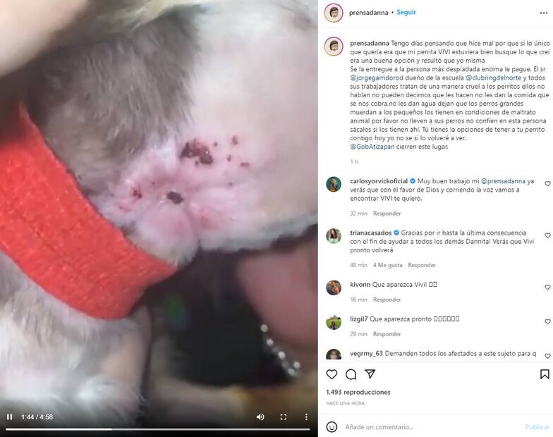 Denuncian severo maltrato a perros de Belinda por parte de entrenador
