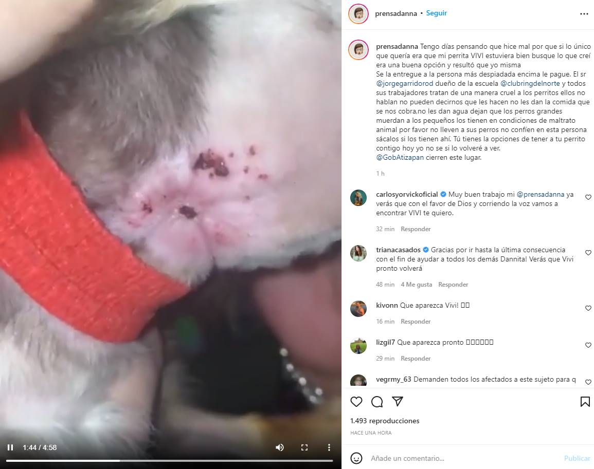 Denuncian severo maltrato a perros de Belinda por parte de entrenador