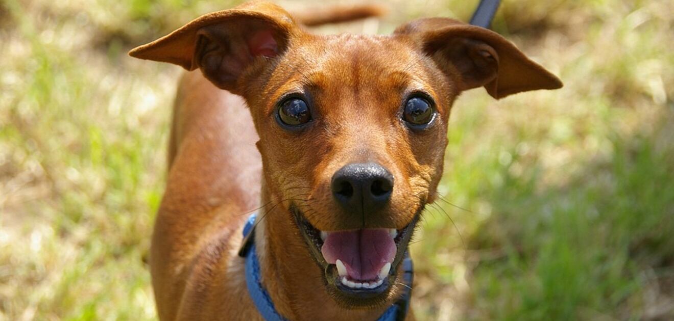 ¿Cómo estar seguro de adoptar una mascota?