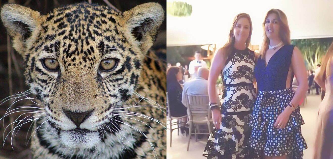 Gala pro animales