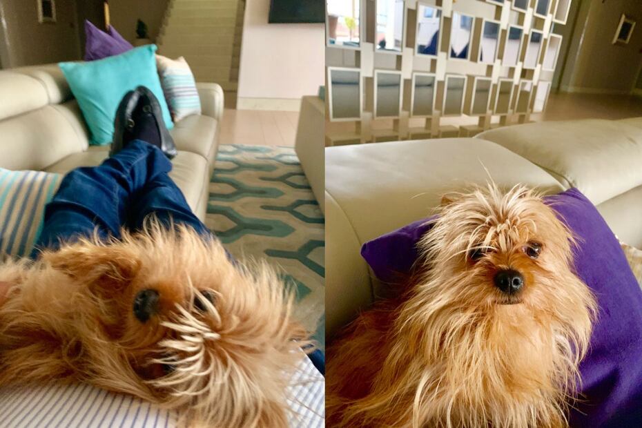 En el Día Mundial del perro te presentamos a los mejores amigos de personalidades como Adrian Niño de Rivera, Shahpary Pulido y Marlene de la Garza
