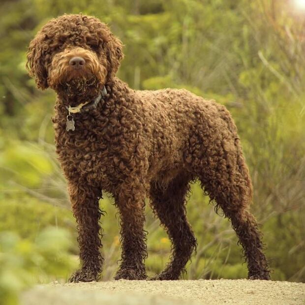 Un perrito Lagotto Romagnolo, la nueva mascota del rey Carlos / Foto: Canva