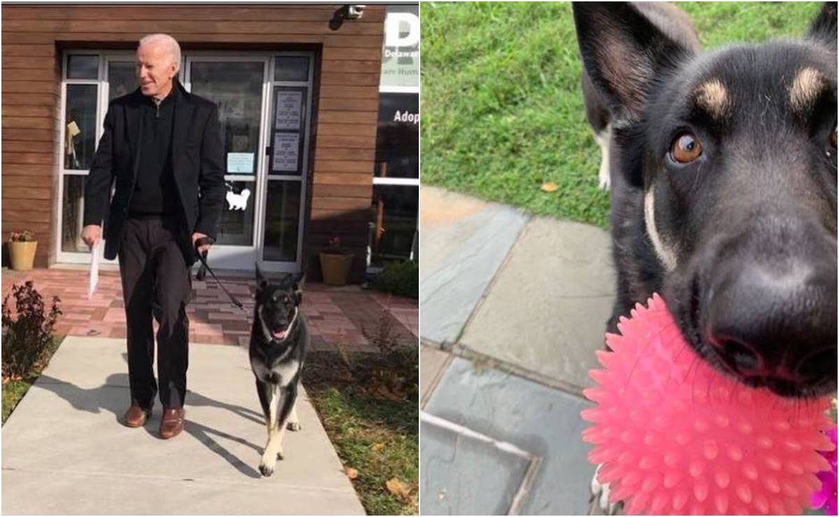 'Champ' y 'Major', los perros de Joe Biden, se convierten en rockstars como #DOTUS
