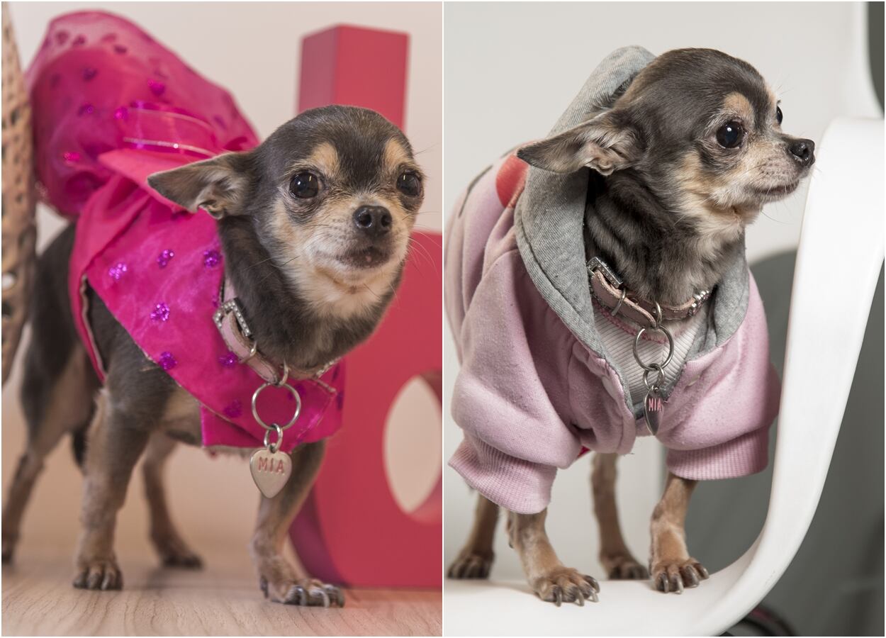 “Mía”, la mascota fashionista de Fabiola Ortiz