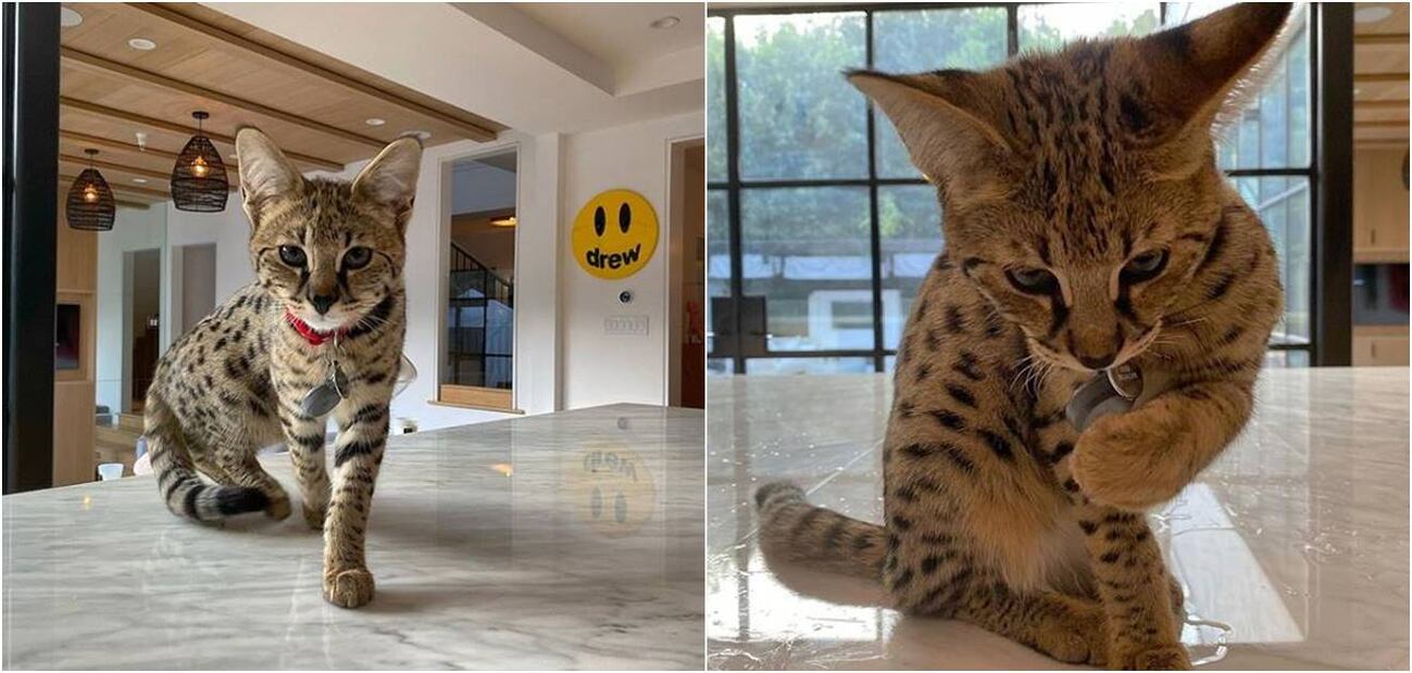 Justin Bieber encuentra a su gato Savannah hambriento y lleno de espinas