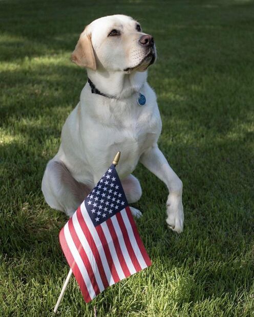 Las fotos más tiernas de Sully, el perro de George Bush padre