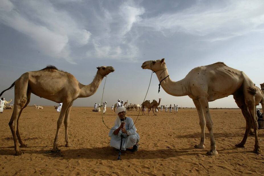 Descalifican a 43 camellos de "festival de belleza" en Arabia Saudita por usar botox