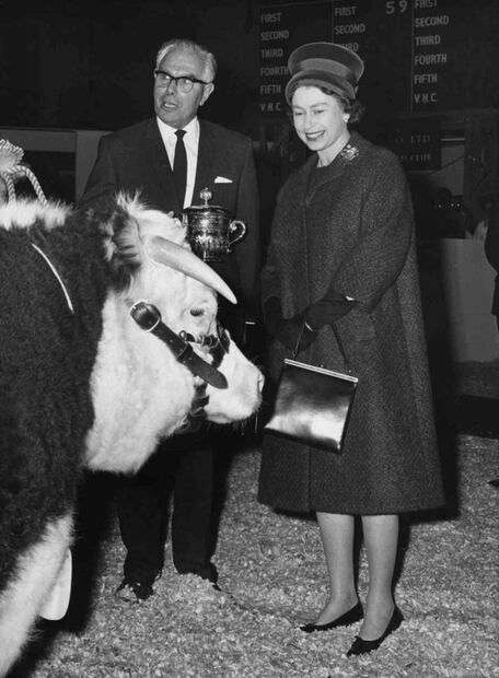 Las vacas lecheras de la reina Isabel II duermen en camas de agua