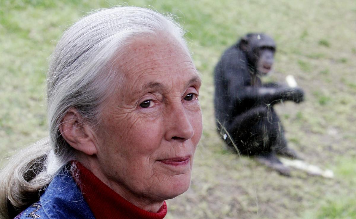 Barbie lanza muñeca inspirada en Jane Goodall, pionera en estudio de los chimpancés