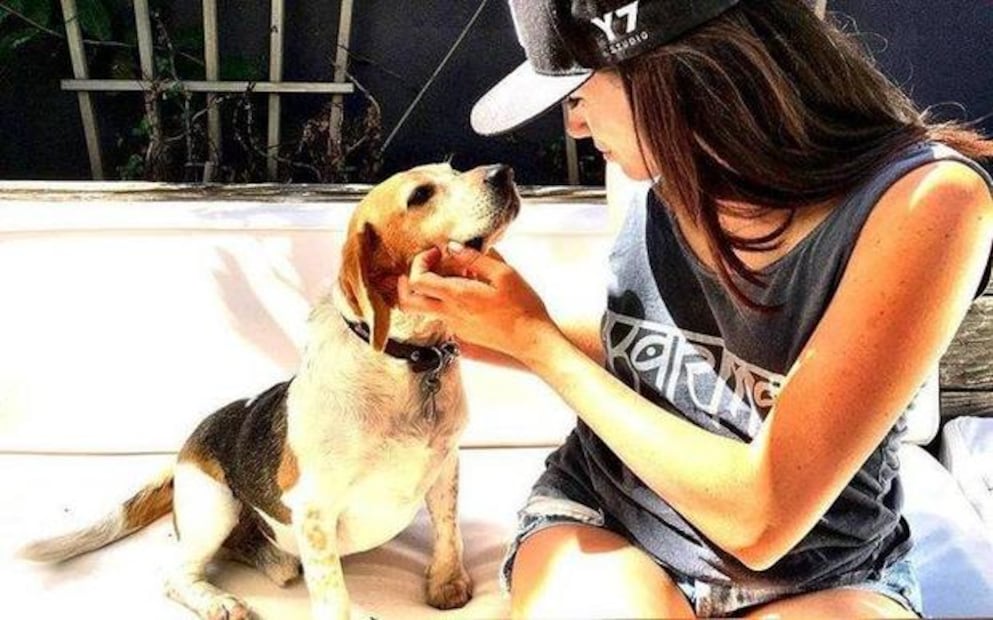 La historia de Guy, el perro de Meghan Markle que ahora es de la realeza