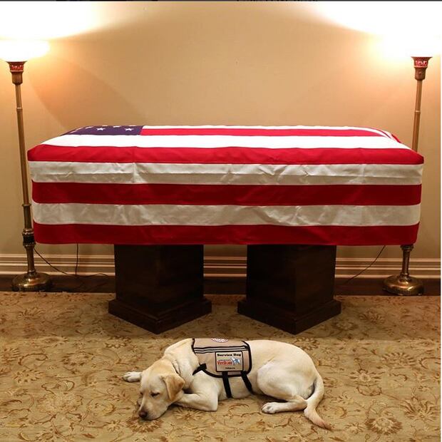 El tierno perro de George H. W. Bush que no se despega de su ataúd
