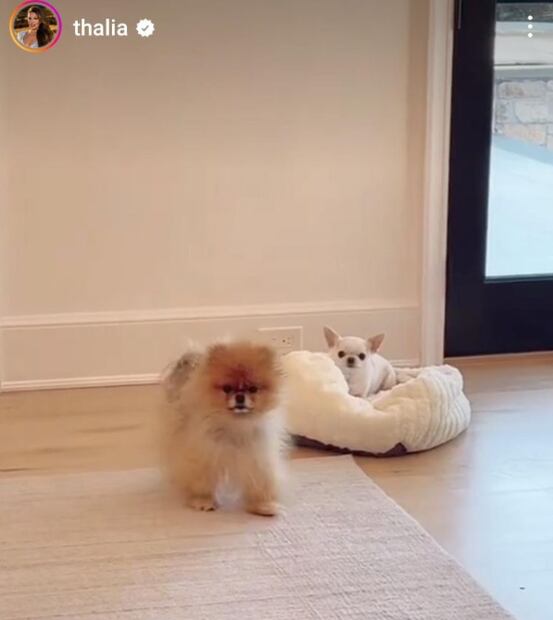 Mascotas Thalia/Instagram