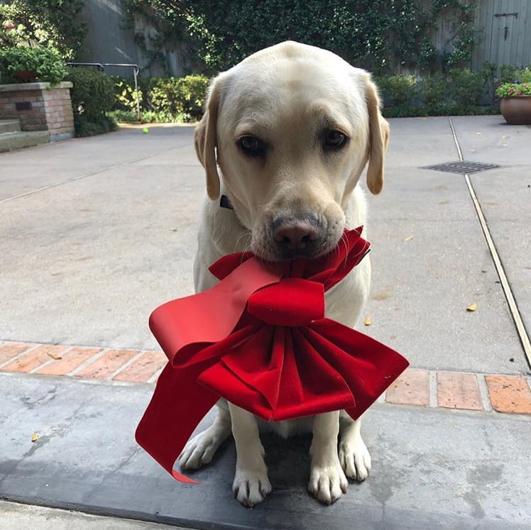 Las fotos más tiernas de Sully, el perro de George Bush padre