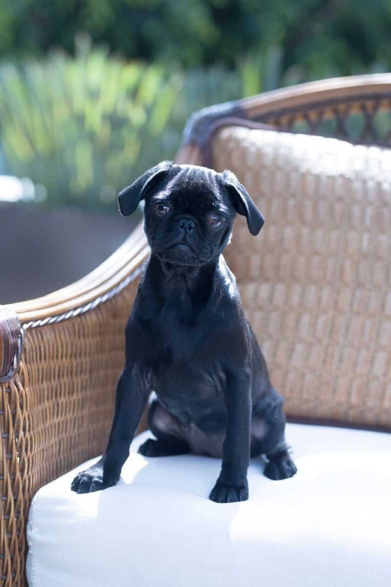 Ella es Kalusha, la mascota de Mariana Rivas