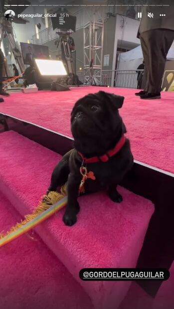 La fabulosa vida de "El Gordo", el muy consentido pug de los Aguilar