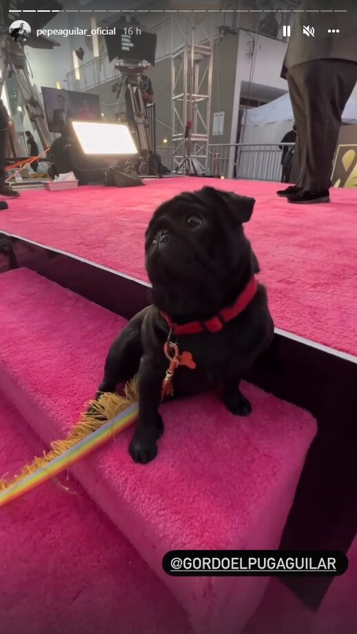 La fabulosa vida de "El Gordo", el muy consentido pug de los Aguilar