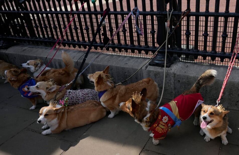 El desfile de perritos corgis en honor a la reina Isabel II / AP