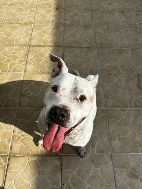 Lylo Fa, Rommel Pacheco/Presume a tu mascota/@soyfotografodeperros y Cortesía