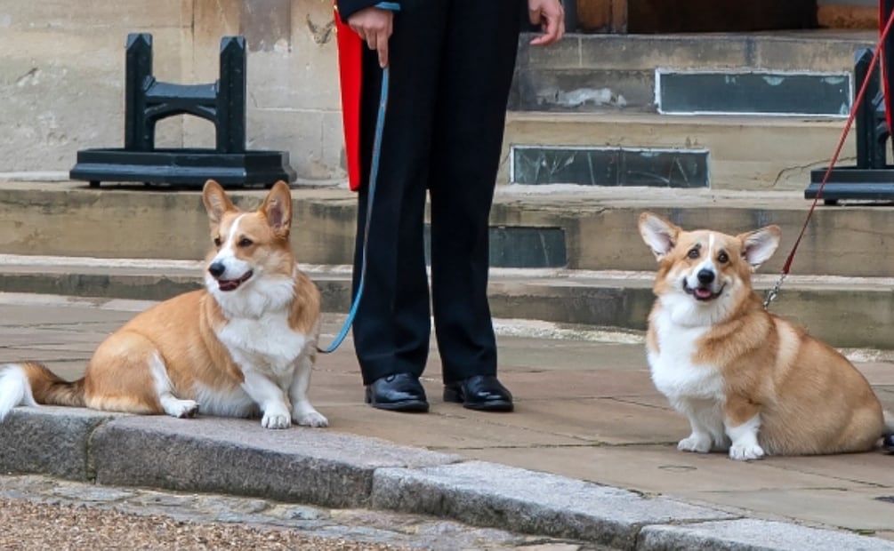 Bluebell y Beth, las nuevas mascotas que vivirán en el palacio de Buckingham