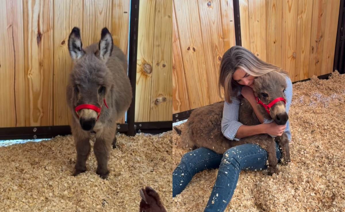 'Taquito', el burrito de Montserrat Oliver / Foto: Instagram