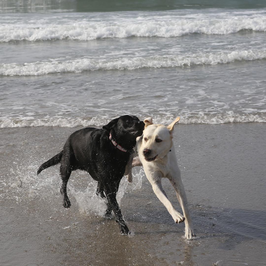 Las fotos más tiernas de Sully, el perro de George Bush padre