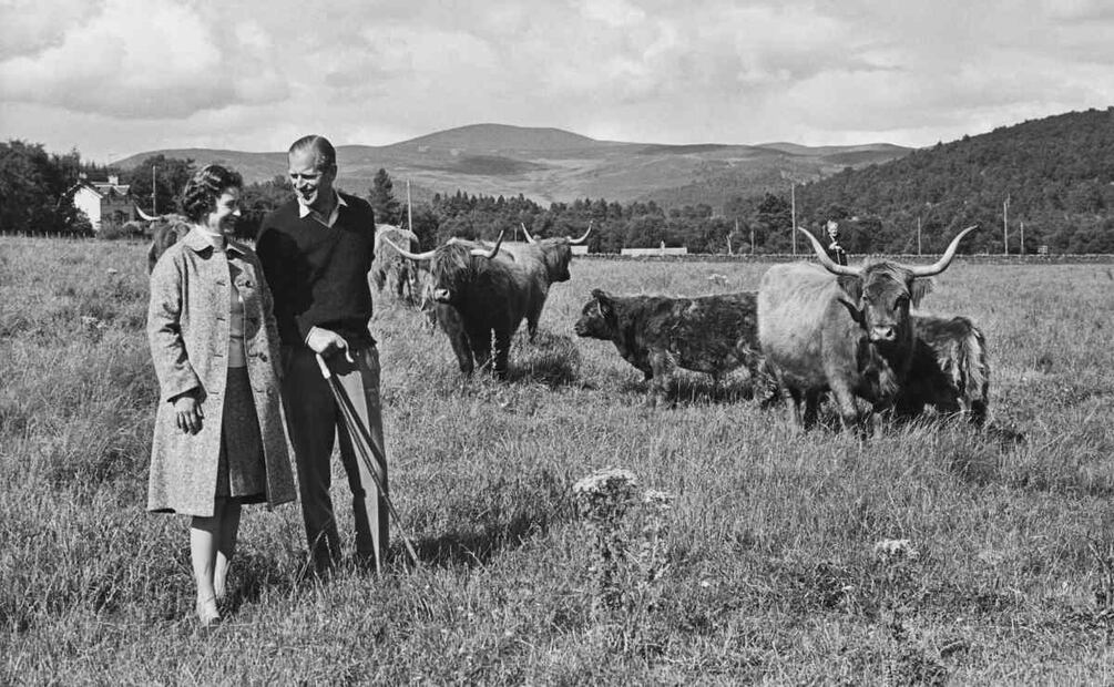 Las vacas lecheras de la reina Isabel II duermen en camas de agua