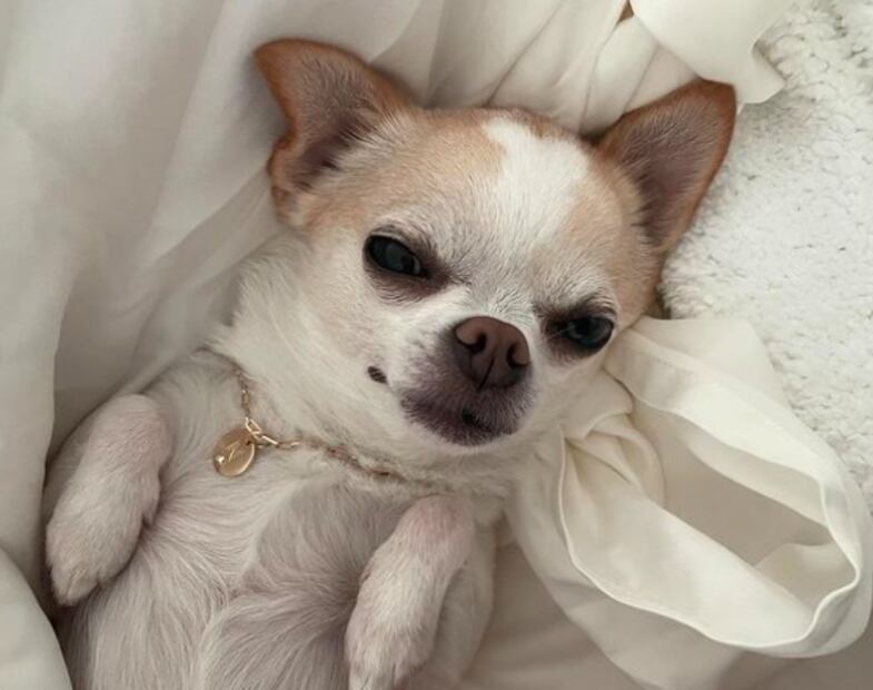 La pequeña Nala, mascota de Nicola Peltz Beckham / Foto: Instagram