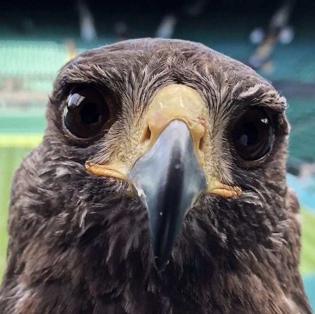 Rufus, el halcón de Wimbledon / Foto: Especial