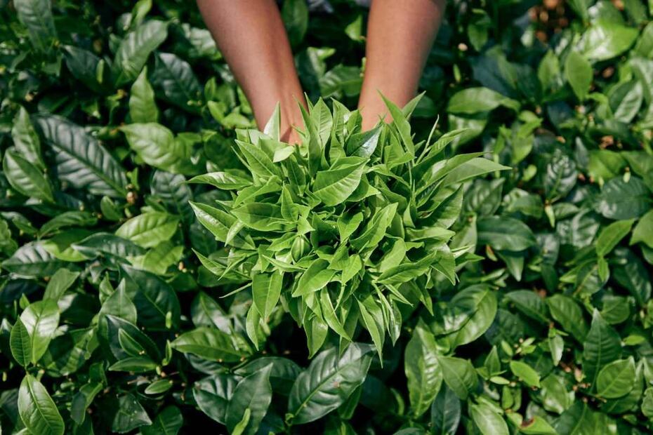 El mejor maridaje del té es con postres