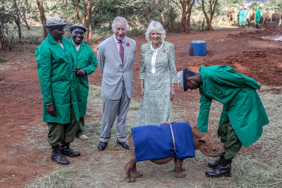 Britain's King Charles III (CL) and Britain's Queen Camilla (CR) react next to a baby rhino called Raha during a visit to Sheldrick Wildlife Trust Elephant Orphanage in Nairobi on November 1, 2023. The Sheldrick Wildlife Trust and the Kenyan Wildlife Service work together for conservation and preservation of wildlife and protected areas across Kenya. (Photo by Luis TATO / AFP)